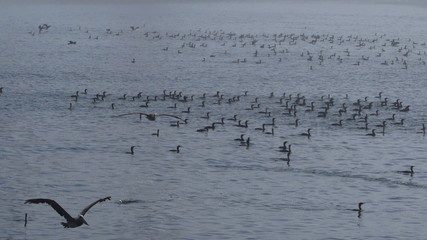 flock sea birds on the lake