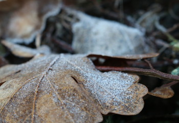 leaf with water drops