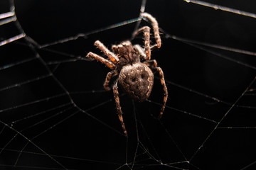 Hausspinne draufsicht