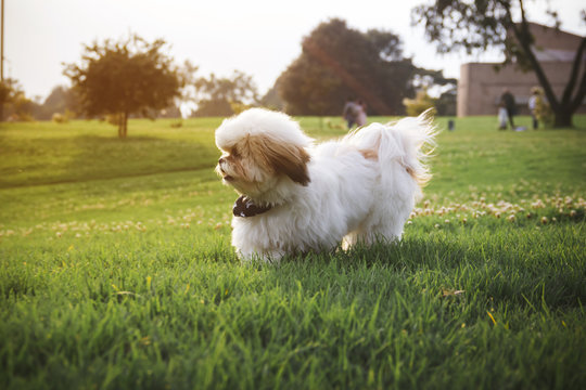 Shihtzu dog looking at the horizon on the grass in a sunset
