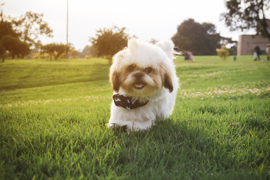 Shihtzu dog running on the grass in a sunset