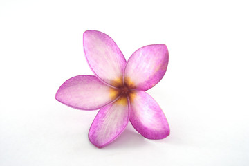 Isolated plumeria flowers on the white background.it is beauty. blooming and refreshing