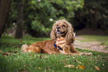 a cocker dog lying on the grass