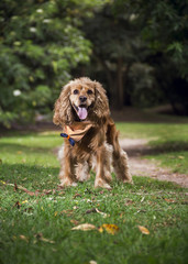 Fototapeta premium a cocker dog standing on the grass