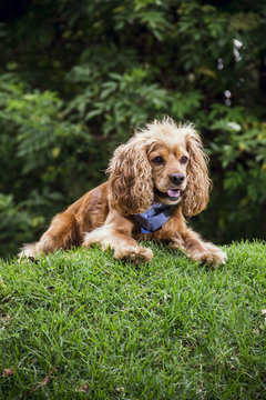 a cocker dog lying on the grass