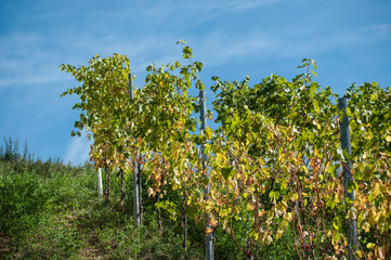 Fototapeta na wymiar closeup of autumnal vineyards on blue sky background