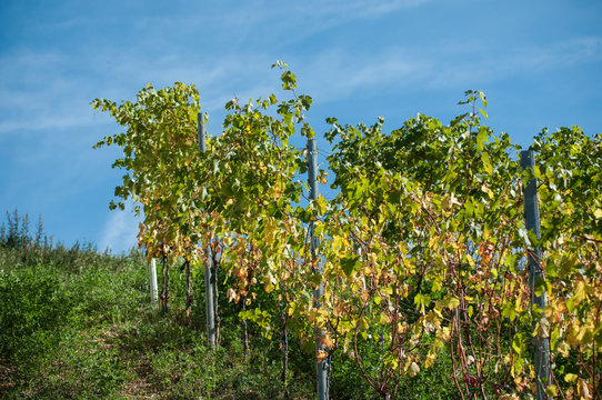 closeup of autumnal vineyards on blue sky background