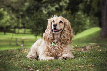  a cocker dog lying on the grass 