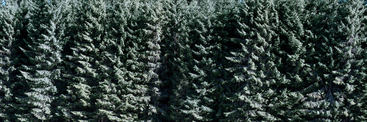 Mit Schnee bedeckter Nadelwald, Winter Panorama