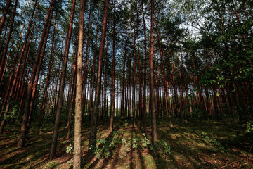 Obraz premium Looking Up In Spring Pine Forest Tree To Canopy. Bottom View Wide Angle Background