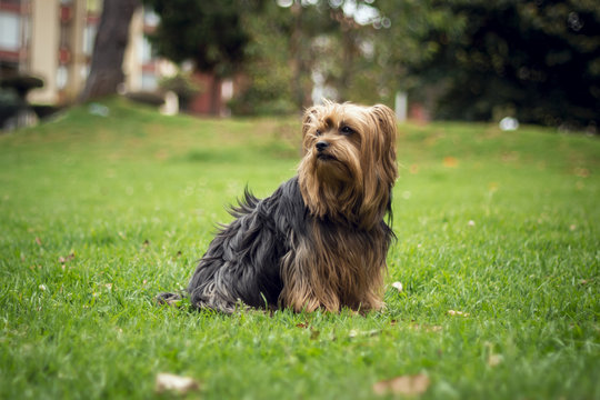 a yorkie dog sitting on the grass watching to the right