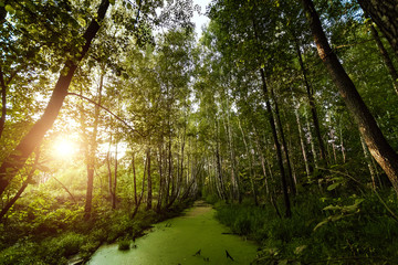 The picture was taken in June.The picture shows a river whose water is covered with duckweed and...