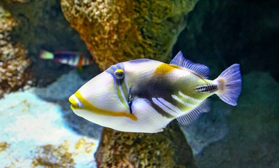 Fototapeta na wymiar Beautiful tropical fish.