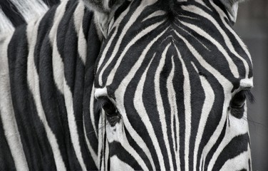 Africa's nature. Zebra geometry.