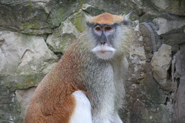 Monkeys with a serious look go about their business.