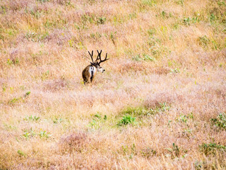 Mule deer on the meadow at National Bison Range, a wildlife refuge in Montana, USA