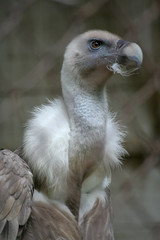 Vulture close-up photo