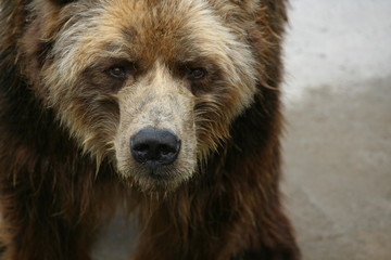 Bear - the look of the beast...