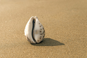 Fototapeta na wymiar Sea shell on the sand in the form of female genitalia, vagina