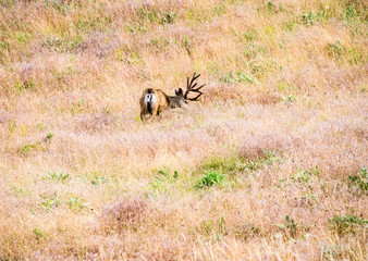 Mule deer on the meadow at National Bison Range, a wildlife refuge in Montana, USA