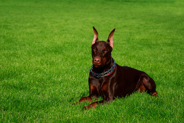 dog breed Doberman Pinscher