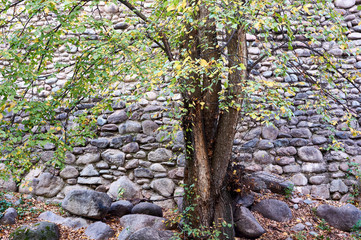 Fototapeta premium The tree and stone wall