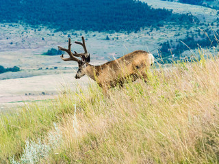 Mule deer at National Bison Range, a wildlife refuge in Montana, USA