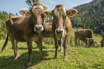 Naklejka na ściany i meble Kuh auf der Weide im Allgäu