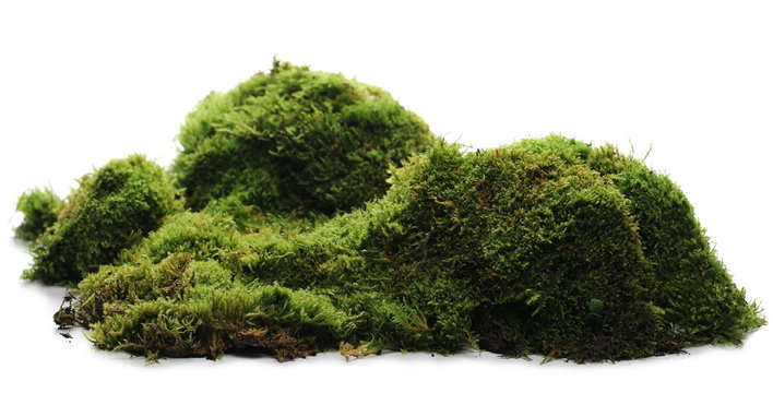 Fototapeta Green moss with grass isolated on white background