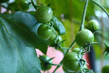 Noch grüne Tomaten