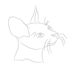cat portrait, lines, vector,