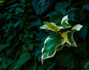 Hoja