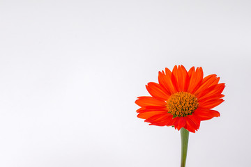 Orange flowers on a white background.