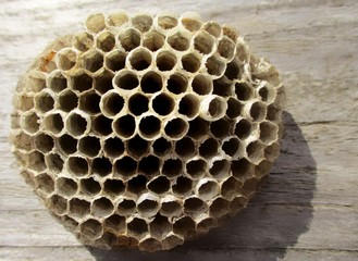 gros plan d'un nid de guêpes vide isolé sur du bois gris clair