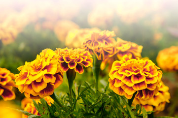 Marigold flowers in the garden on summer , yellow flowers ,beautiful flowers on summer in the nice day herb flowers