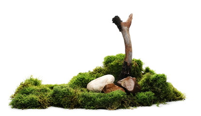 Green moss with rock and dry tree isolated on white background