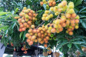 Close up fresh rambutans with green leaf on the tree in the garden, Chanthaburi, Thailand
