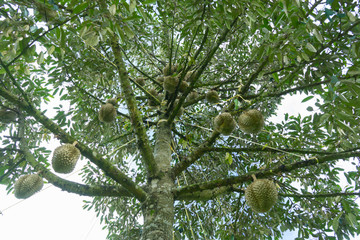 Fresh durian on the tree in the garden , Chanthaburi,Thailand .Durian King of fruits grow in tropical area