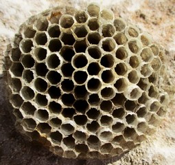 Gros plan des alvéoles  d'un nid de guêpes rond posé sur une pierre au soleil