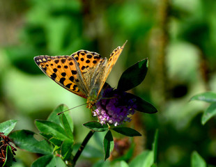 mother of pearl butterfly