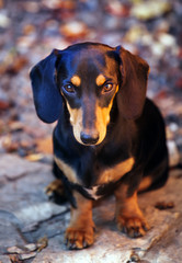 Dachshund dog autumn garden 