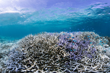 Fototapeta na wymiar Coral bleaching in Okinawa Japan during Global Bleaching Event