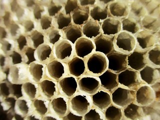 macro lumineux des alvéoles en papier d'un nid de guêpes vide