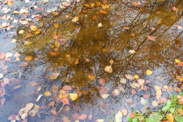 Autumn blurred leaves in a puddle. Yellow leaves float in water, reflection of trees in focus, background.