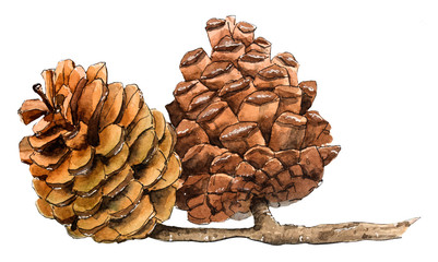 Fire cones / pinecone. Hand drawn watercolor illustration.