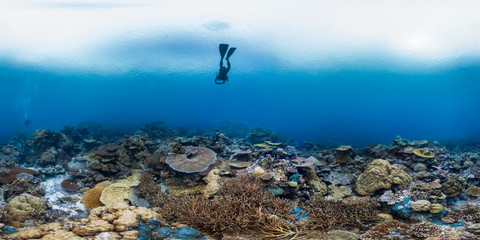 Diver in Palau