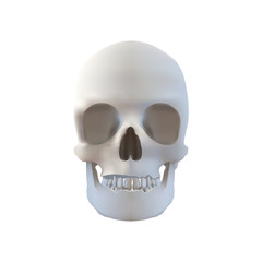 Realistic Skull Illustration - Isolated on White