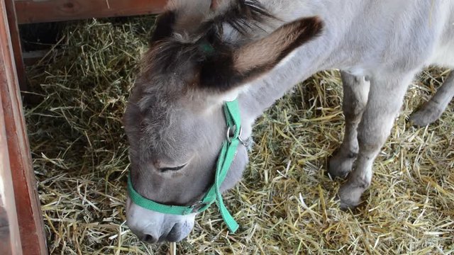 Donkey eating hay in stable.