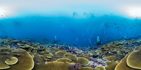Healthy coral with diver and camera