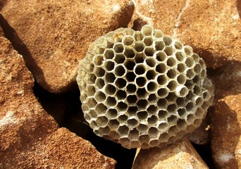 Plan rapproché d'un nid de guêpes vide posé sur des pierres terreuses au soleil